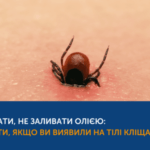 Обережно: кліщі! Як захиститися та що робити, якщо ви знайшли кліща на тілі Обережно: кліщі! Як захиститися та що робити, якщо ви знайшли кліща на тілі